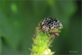 <p>KRASEC MĚĎÁK (Chalcophora mariana) - jižní Morava ---- /Marienprachtkäfer/</p>